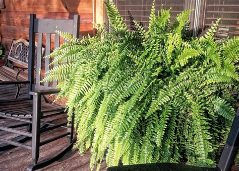 watering ferns indoors